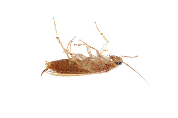 Roach and Water Bug Control