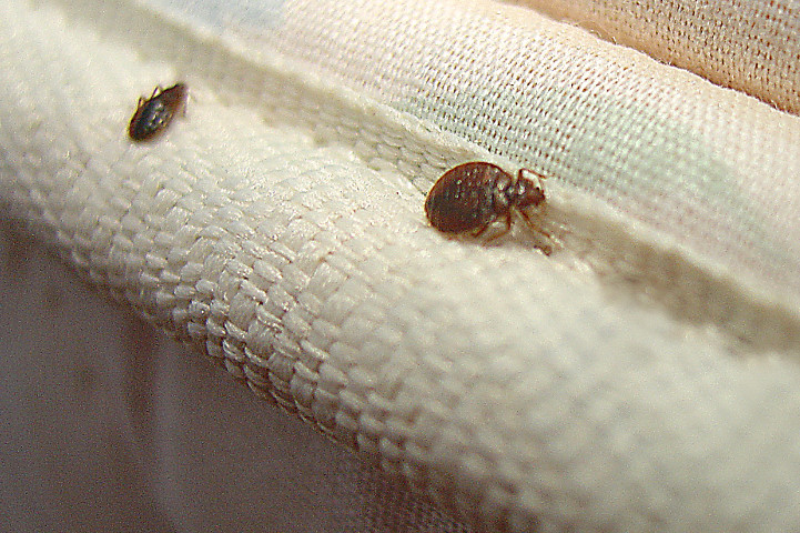 Bed Bug Waste 