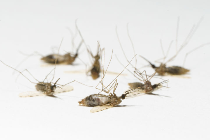 Dial One Real Estate Pest Control Inc.